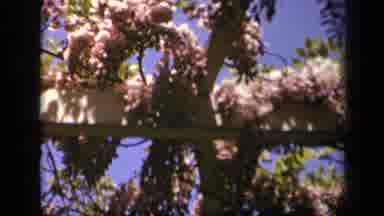 Skyline Drive Virginia USA (1943): Flowers Over A Wooden Frame Which Cuts Out To A