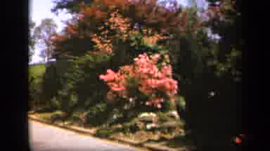Skyline Drive Virginia USA (1943): Huge Pink Flowers Blooming On Many Tree In The