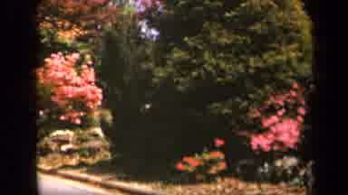 Skyline Drive Virginia USA (1943): Large Green Bush With Pink Flowers Blowing In