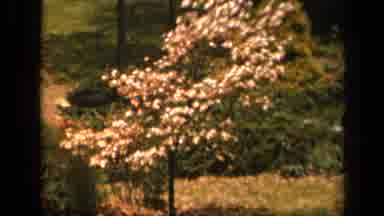Skyline Drive Virginia USA (1943): Vintage Video Of Tree Accompanied By Bee
