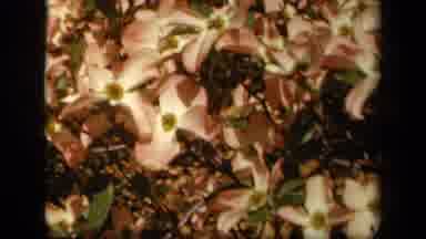 Skyline Drive Virginia USA (1943): Shows Two Types Of Flowers One Red And One