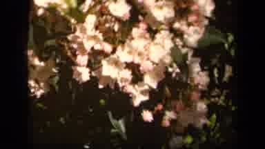 Skyline Drive Virginia USA (1943): A View Of A Woman Admiring The Flowers In The