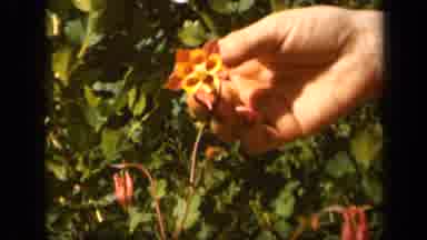 Skyline Drive Virginia USA (1943): There Is A Red And Yellow Flower In A Garden