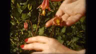 Skyline Drive Virginia USA (1943): People Eating The Flowers They Just Picked