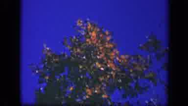 Skyline Drive Virginia USA (1943): Tree Blowing In The Wind While Lady Affixes