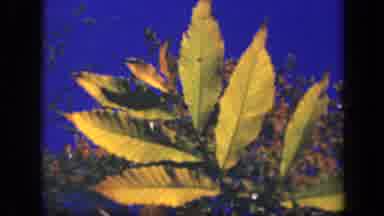 Skyline Drive Virginia USA (1943): Exploring Trees In The Fall In The Forest With
