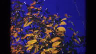 Skyline Drive Virginia USA (1943): A Tree With Bright Yellow Leaves Swaying In The
