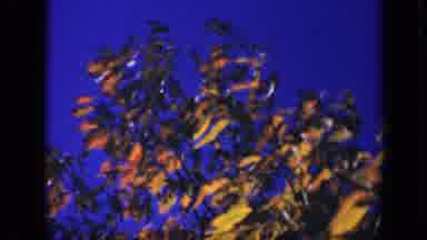 Skyline Drive Virginia USA (1943): Leaves Blowing In The Wind While Children Play