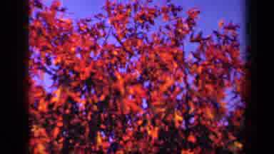 Skyline Drive Virginia USA (1943): During Fall A View Of Trees From Far Above And