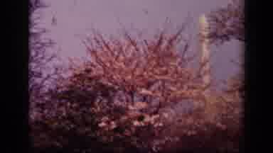 Washington DC USA (1943): The Jefferson And Washington Monuments With Cherry