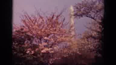 Washington DC USA (1943): White Obelisk Behind Trees With Tan Leaves On Bright