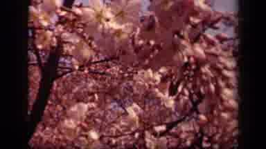 Washington DC USA (1943): Pretty Pink Flowers Dancing In The Breeze On A Beautiful