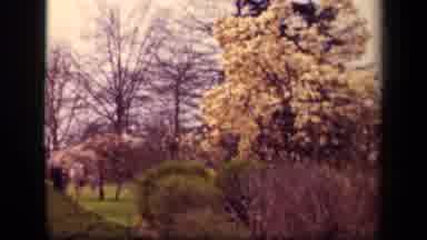 Washington DC USA (1943): Trees Sun Folks Walking