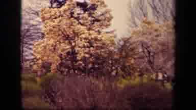 Washington DC USA (1943): People In The Park Enjoying The Trees Walking About It
