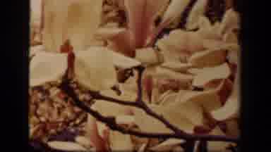 Washington DC USA (1943): Flowers In The Wind