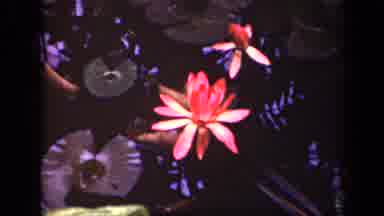 Washington DC USA (1943): Flower Lighting Up In The Middle Of The Lake