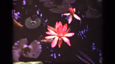Washington DC USA (1943): Beautiful Pinkish Flowers And Green Lily Pads Resting On