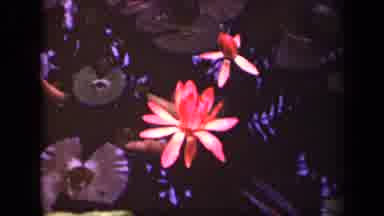 Washington DC USA (1943): Beautiful Double Bloom Flowers In Various Shades Of