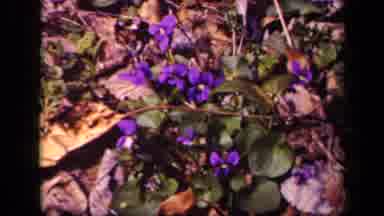 Washington DC USA (1943): Lavender Found In The Wild Is A Great Mosquito Repellant