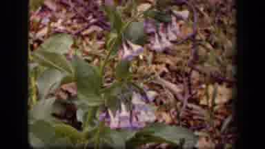 Washington DC USA (1943): Peacock Bird Showing Plumage And Plants With Little