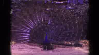 Washington DC USA (1943): Free Roaming Peacock Bird Shows Off It's Plumage To The