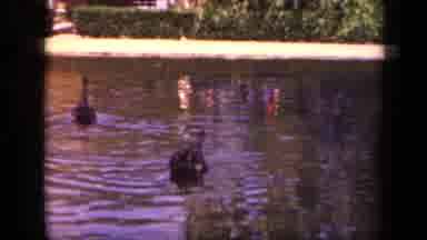 Washington DC USA (1943): Black Swan Swimming In Pond Dipping And Raising Its Head