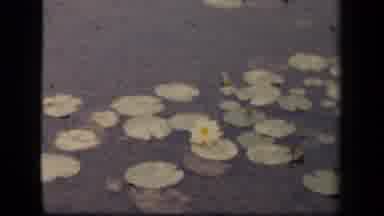 Washington DC USA (1943): Mid Century Video Of Lily Pads And Flower Floating On
