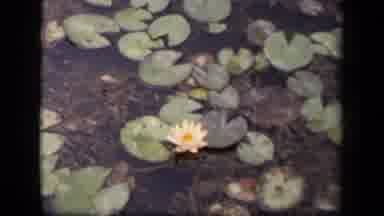 Washington DC USA (1943): Flower Growing In Pond With Many Lily Pads Surrounding