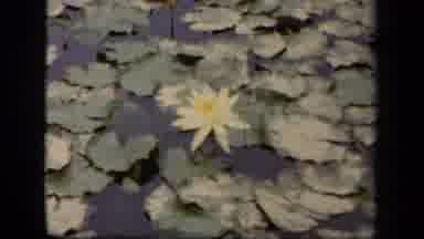 Washington DC USA (1943): Lily Pads On A Lake