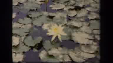 Washington DC USA (1943): Flowers Beginning To Bloom In A Field With A Yellow