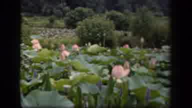 Washington DC USA (1943): A Field Full Of Tall Leaves And Beautiful Pink Roses