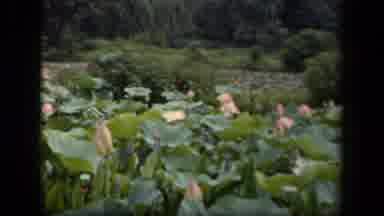 Washington DC USA-1943: Garden Of Pale Pink Lilies Blooming On A Clear Day