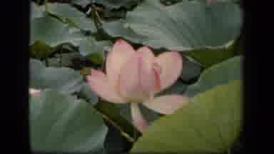 Washington DC USA (1943): Lily Pad Blowing Windy Pink Flower Green Leaves Petals