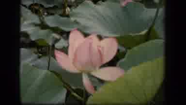 Washington DC USA (1943): Watch A Growing Beautiful Pink Flower Grow In Nature