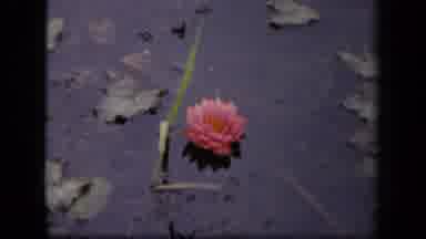 Washington DC USA (1943): Pink Flower With Two Scenes One On The Plant And One In