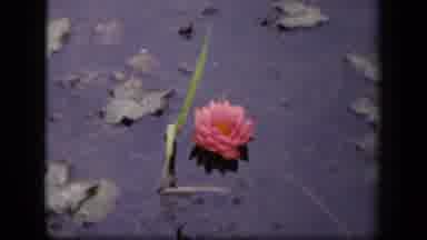 Washington DC USA (1943): Lilypad Flowers In Lake