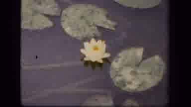 Washington DC USA (1943): Flower In Pond