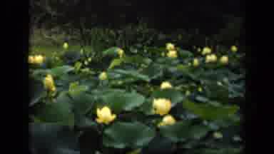 Washington DC USA (1943): Many Pretty Blooming Water Lilies Cover The Entire Pond