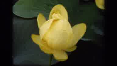 Washington DC USA (1943): Budding Single Yellow Petalled Flower With Green Leaves
