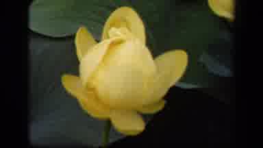 Washington DC USA (1943): Beautiful Yellow And Lavender Flowers Flowing Graciously