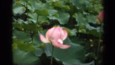 Washington DC USA (1943): Beautiful Lily Pads With A Light Breeze With A Pink
