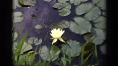 Washington DC USA (1943): Flowers And Lots Of Them