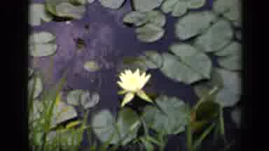 Washington DC USA (1943): One Water Lily Blooms Surrounded By Green Lily Pads On
