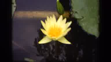Washington DC USA (1943): Yellow Water Lily Floats On The Dark Water By Itself