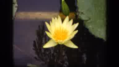 Washington DC USA (1943): The Well Known Now Practical Name For This Flower Has