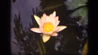 Washington DC USA (1943): Flower Floating In A Pond Shadows Of Trees In Background