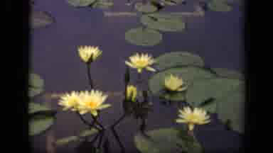 Washington DC USA (1943): Water Lilies Floating On The Surface Of A Serene Body Of