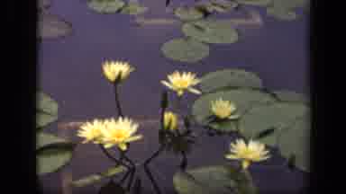 Washington DC USA (1943): A Man Made Pond Filled With Lily Pads And Lotus Flowers