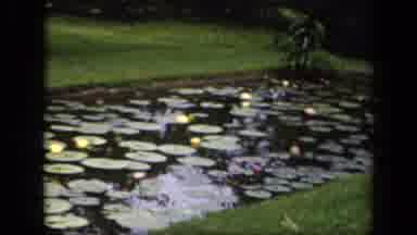 Washington DC USA (1943): A Park With A Waterway And Lily Pads With A Grassy
