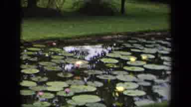 Washington DC USA (1943): Flowers In A Pond